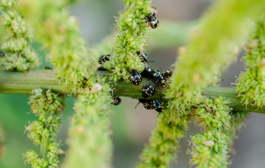Cluster Of Chilocorinae Ladybird Beetle On Amaranth Stalk