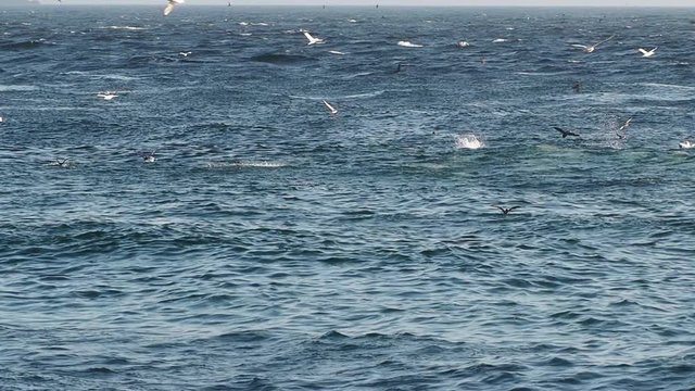 Gannets and shearwaters feeding on Caplin (Capelin) at the beach in St. Vincent&rsquo;s, Newfoundland and Labrador, Canada.