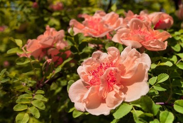 Orange flowers. Spring background. Sunny mood. Joy.