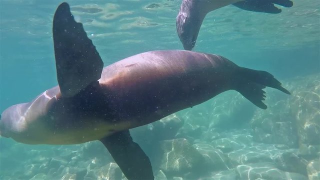 Baja California sea lions underwater Los Islotes mother cow and baby pup playing.