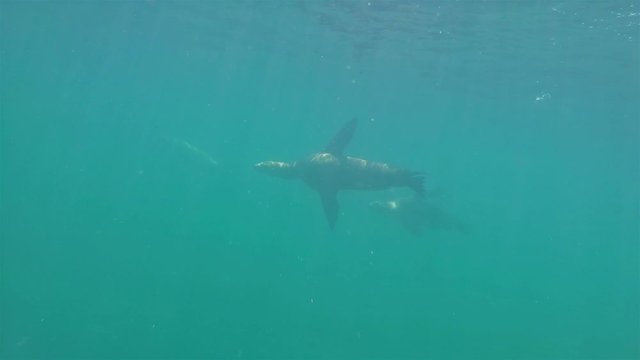 Baja California sea lions swimming underwater Los Islotes slow motion bubbles.