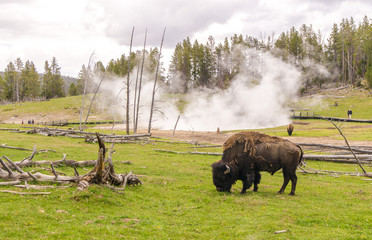 buffalo in Geyser Basin with billowing steam surrounding in Yellowstone National Park
