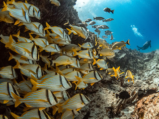 Preserve and protect our nature to last long forever!