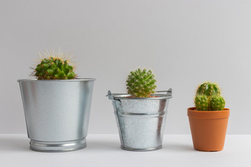 set of various cactus plants in pots. Cactus plant in different pot and view on table front of...