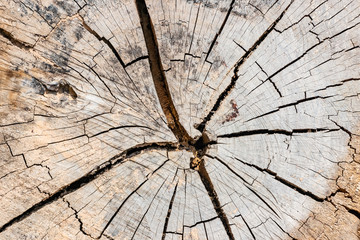 wood texture of cut tree trunk