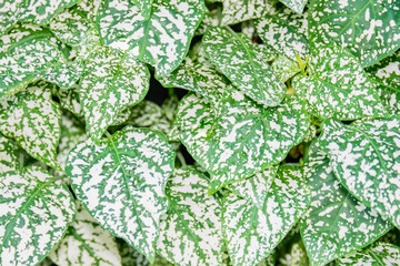 Green leaves in nature  for background