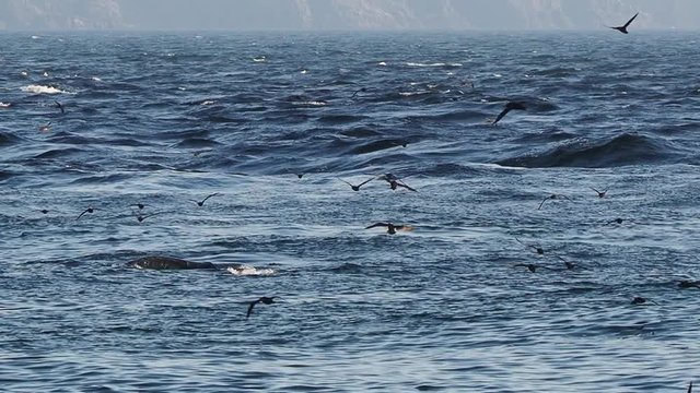 Gannets and shearwaters feeding on Caplin (Capelin) at the beach in St. Vincent&rsquo;s, Newfoundland and Labrador, Canada.