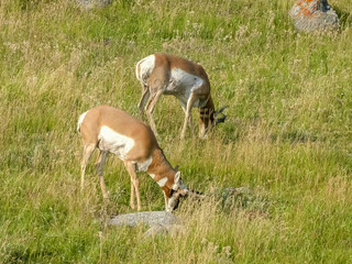 Naklejka na ściany i meble wide view of two pronghorn antelope grazing in yellowstone