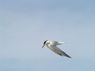 Royal Tern - thalasseus maximus los roques venezuela