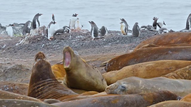 Antarctica Elephant Seals Livingstone Island fighting in a mating standoff.