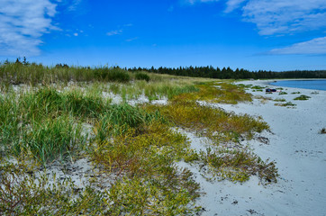 Sand Dune Plants on the Beach at Taylor's Head with Forest in the Background in Nova Scotia Canada