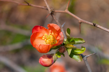 Orange flowers. Spring background. Sunny mood. Joy.