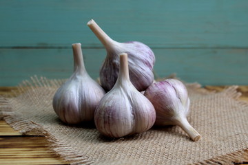 Fresh garlic crop lies on burlap fabric