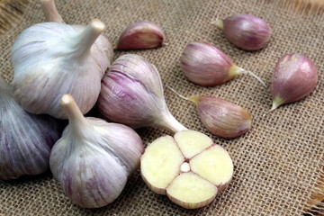 Fresh garlic crop lies on burlap fabric