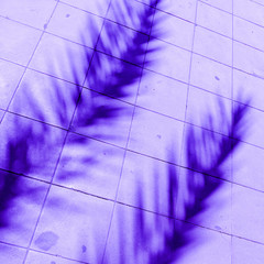  Shadow of a palm tree. Minimal art