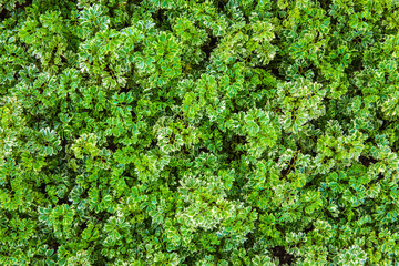 Beautiful background from green leaves.