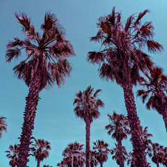 Palm Tree hot location. Spain. Travel fashion vibes