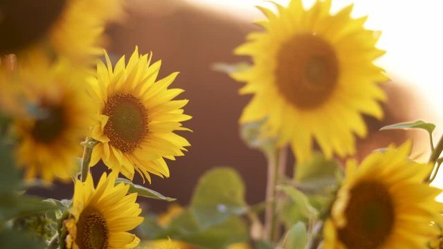 Sunflower blossoms in close-up evening golden hour light