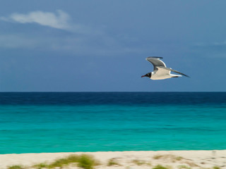 Obraz premium Seabirds full Animal Themes Flying Laughing Gull (Larus atricilla) South America archipiélago Los Roques Venezuela´ 