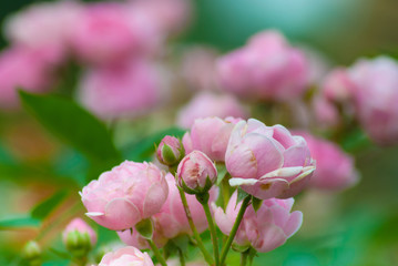 Spring flowers. Delicate spring background. 