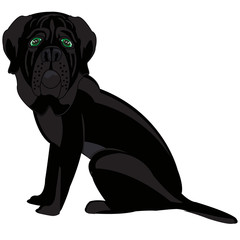 Black mastiff sideways on white background is insulated