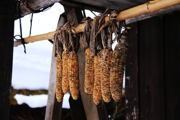 日本の雪国の原風景　日光湯西川　平家の里　干しとうきび