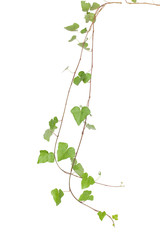 Natural Ivy with clipping path