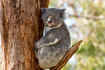 A grey koala looking at the camera sits on a tree brach while holding onto the brown tree trunk in Victoria, Australia