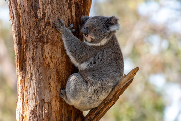 A grey koala sits on a tree brach while holding onto the brown tree trunk in Victoria, Australia