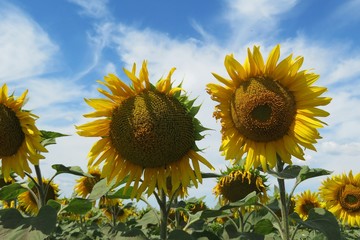 Sunflowers in the field on blue sky and clouds background, europe