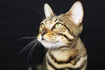 Bengal Cat 3/4 profile - Pretty Eyes