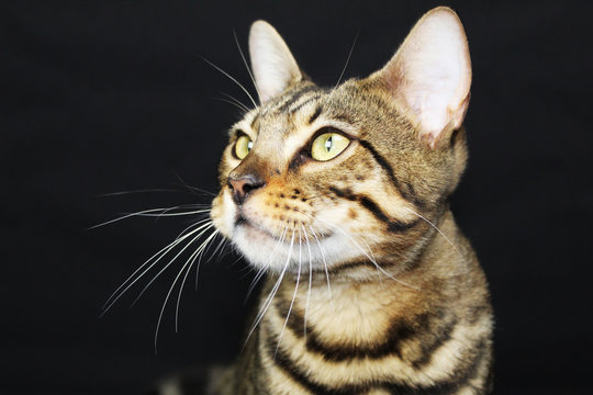 Bengal Cat 3/4 profile - Pretty Eyes