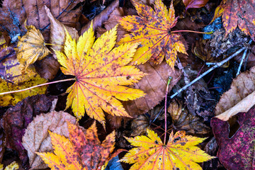奥日光の森の落ち葉