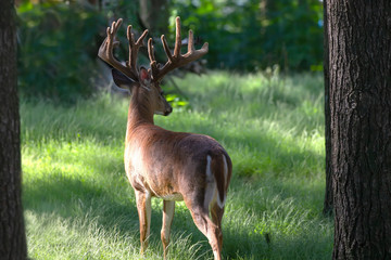The deer with velvet on meadow in forest