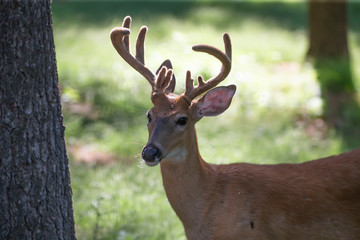 The deer with velvet on meadow in forest