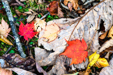 奥日光の森の落ち葉