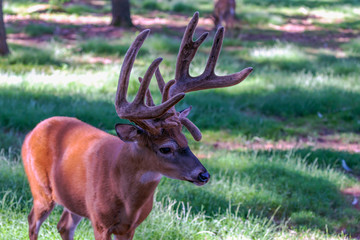 The deer with velvet on meadow in forest