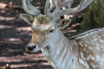 The fallow deer (Dama dama) with velvet