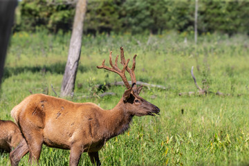 Naklejka na ściany i meble Wapiti, young elk in a conservation and wilderness area