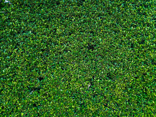 green leaf plant wall backgrounds