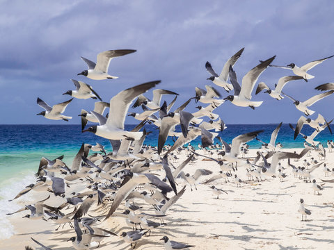 Seabirds full Animal Themes Flying Laughing Gull (Larus atricilla) South America archipiélago Los Roques Venezuela´ 