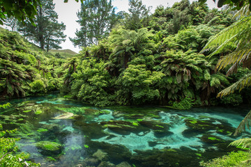 Fototapeta premium Turquoise blue water of Te Waihou River, surrounded by lush green foliage
