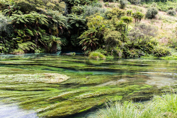 Long, green stems of grass floating in crystal clear waters of Waihou River. Lush green foiliage in the background