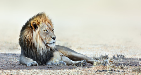 Male lion portrait resting in the shade staring into the distance. Kgalagadi Park. Panthera leo - 285575740