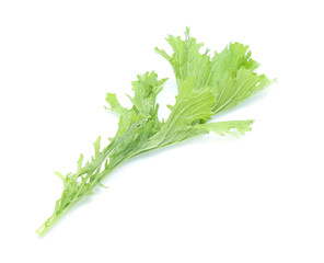 Chinese cabbage on white background