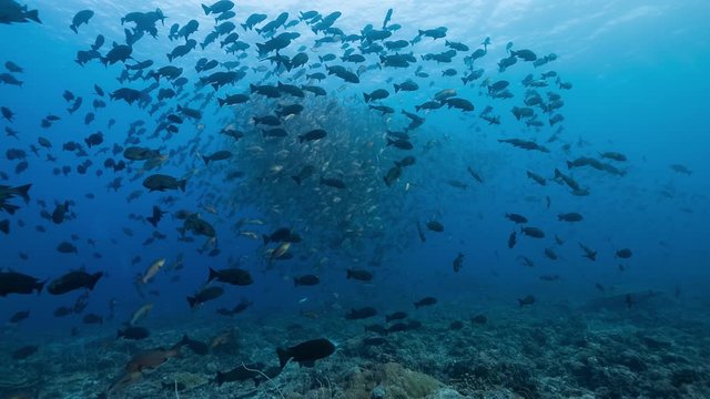 Huge school of fish at spawning aggregation in tropical waters  of Palau