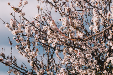 tree with pink blossoms all over its branches