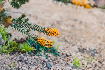 eutaxia obovata (also called egg and bacon plant) with green spiky leaves and yellow flowers
