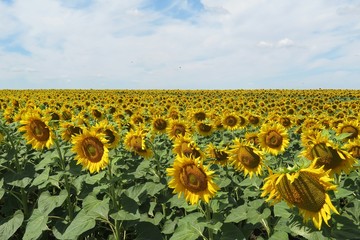 Obraz premium Beautiful sunflowers in the field on blue sky background, europe
