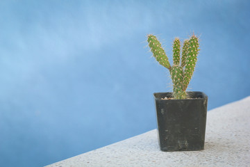 cactus on, marble table Natural Three with blurry background